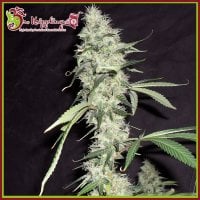 Dr  Krippling  Cannabis  Seeds  Sonic  Bloom  Auto