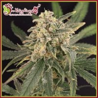 Dr Krippling Cannabis Seeds Sour Tang Kripple