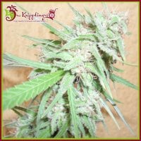 Dr  Krippling  Cannabis  Seeds  Spinning  Buzz  Kick