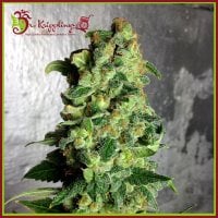 Dr  Krippling  Cannabis  Seeds  Super  Skunk  Auto