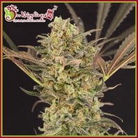 Dr Krippling Cannabis Seeds Wedding Flowers
