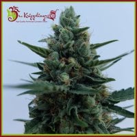 Dr  Krippling  Cannabis  Seeds  White  Rush  Auto