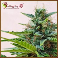 Dr  Krippling  Cannabis  Seeds  Zesty  Zkittlez  Auto