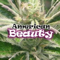 Dr  Underground  Cannabis  Seeds  American  Beauty