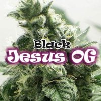 Dr  Underground  Cannabis  Seeds  Black  Jesus  Og