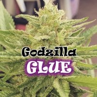 Dr  Underground  Cannabis  Seeds  Godzilla  Glue