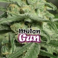 Dr Underground Cannabis Seeds Melon Gum
