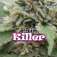 Dr  Underground  Cannabis  Seeds  Painkiller