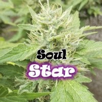 Dr  Underground  Cannabis  Seeds  Soul  Star