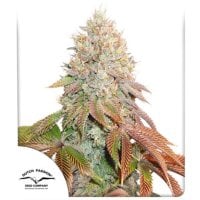 Dutch  Passion  Cannabis  Seeds  Auto  Banana  Blaze