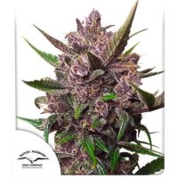 Dutch  Passion  Cannabis  Seeds  Auto  Blackberry  Kush