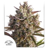 Dutch  Passion  Cannabis  Seeds  Auto  Blueberry