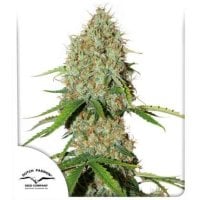 Dutch  Passion  Cannabis  Seeds  Auto  Brooklyn  Sunrise