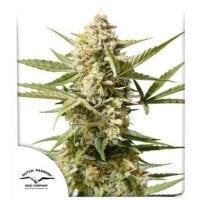 Dutch  Passion  Cannabis  Seeds  Auto  Cinderella  Jack