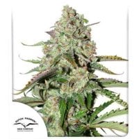 Dutch  Passion  Cannabis  Seeds  Auto  Colorado  Cookies