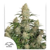 Dutch  Passion  Cannabis  Seeds  Auto  Critical  Orange  Punch