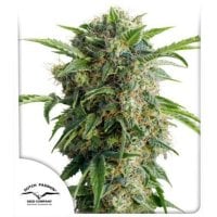 Dutch  Passion  Cannabis  Seeds  Auto  Daiquiri  Lime