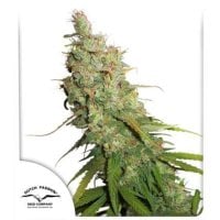 Dutch  Passion  Cannabis  Seeds  Auto  Desfran