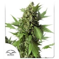 Dutch  Passion  Cannabis  Seeds  Auto  Duck