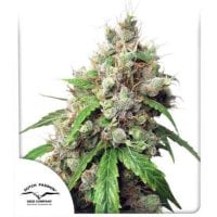 Dutch  Passion  Cannabis  Seeds  Auto  Euforia