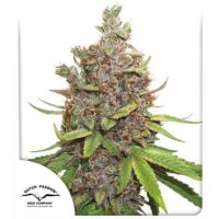 Dutch  Passion  Cannabis  Seeds  Auto  Glueberry  O  G