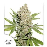Dutch  Passion  Cannabis  Seeds  Auto  Lemon  Kix