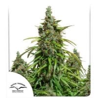 Dutch  Passion  Cannabis  Seeds  Auto  Mazar