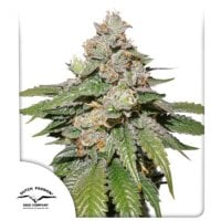 Dutch  Passion  Cannabis  Seeds  Auto  Mokum  S  Tulip