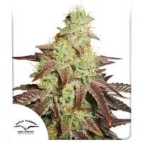 Dutch  Passion  Cannabis  Seeds  Auto  Night  Queen