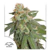 Dutch  Passion  Cannabis  Seeds  Auto  Orange  Bud