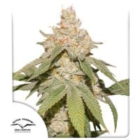 Dutch  Passion  Cannabis  Seeds  Auto  Sfv  Og