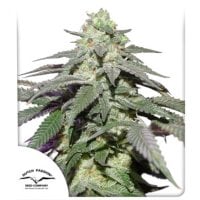 Dutch  Passion  Cannabis  Seeds  Auto  Skywalker  Haze
