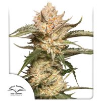 Dutch  Passion  Cannabis  Seeds  Auto  Trichome  And  Cream