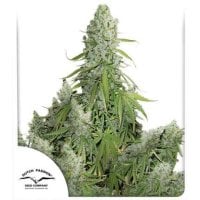 Dutch  Passion  Cannabis  Seeds  Auto  Ultimate