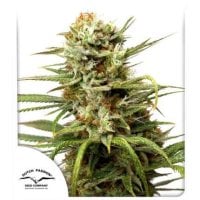 Dutch  Passion  Cannabis  Seeds  Auto  White  Widow