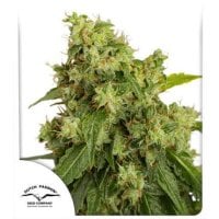 Dutch  Passion  Cannabis  Seeds  Auto  Xtreme
