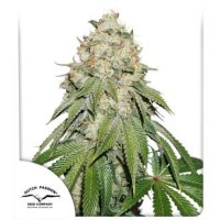 Dutch Passion Cannabis Seeds Banana Blaze