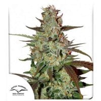 Dutch  Passion  Cannabis  Seeds  Blue  Auto  Mazar