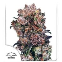 Dutch  Passion  Cannabis  Seeds  Blueberry