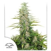 Dutch Passion Cannabis Seeds C Vibez