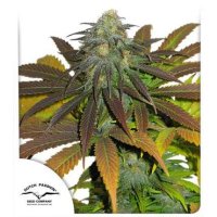 Dutch  Passion  Cannabis  Seeds  Californian  Orange