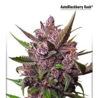 Dutch  Passion  Cannabis  Seeds  Cbd  Auto  Blackberry  Kush