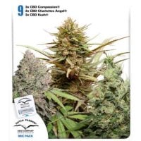 Dutch  Passion  Cannabis  Seeds  Cbd  Rich  Feminised  Mix