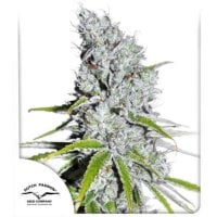 Dutch  Passion  Cannabis  Seeds  Cbd  Skunk  Haze