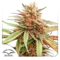 Dutch  Passion  Cannabis  Seeds  Durban  Dew
