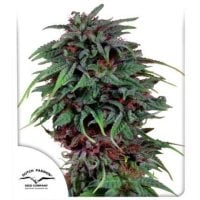 Dutch  Passion  Cannabis  Seeds  Durban  Poison