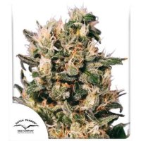 Dutch  Passion  Cannabis  Seeds  Euforia