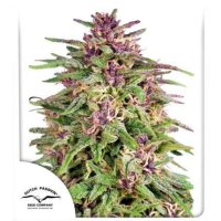 Dutch  Passion  Cannabis  Seeds  Frisian  Dew
