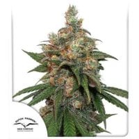 Dutch  Passion  Cannabis  Seeds  Hifi 4g