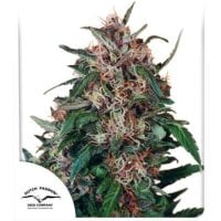Dutch  Passion  Cannabis  Seeds  Holland  S  Hope